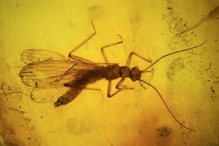 Large, Detailed Fossil Stonefly (Plecoptera) In Baltic Amber #94087